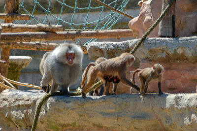 Monkeys sitting outdoors