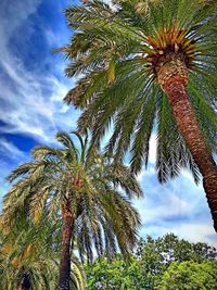 Low angle view of palm trees against sky