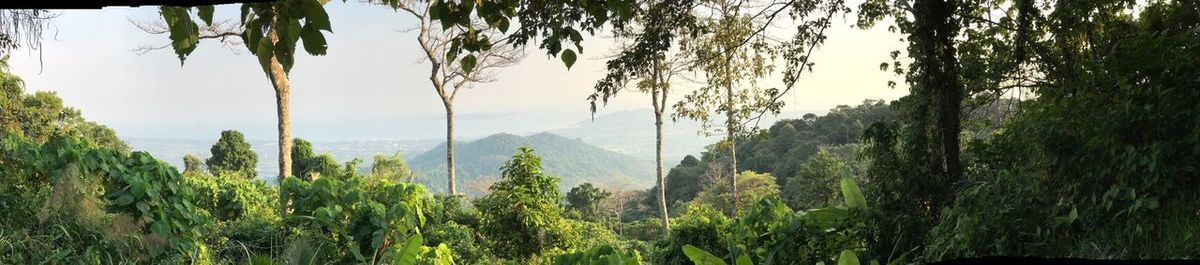 Panoramic view of trees growing in forest against sky