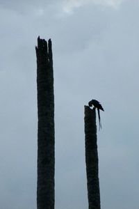 Low angle view of eagle perching on tree against sky