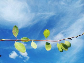 Low angle view of plant against blue sky