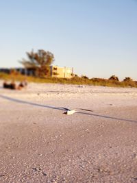 Bird perching on ground against clear sky