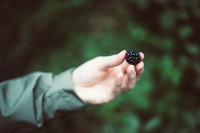 Close-up of hand holding blackberry