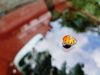 High angle view of ladybugs mating on glass