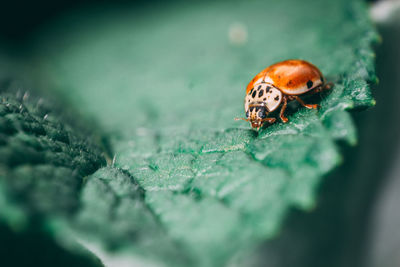 Close-up of ladybug on leaf