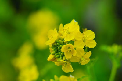 Close-up of yellow flowering plant on field