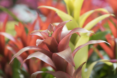 Anthurium in bloom in the garden