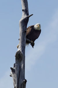 Low angle view of eagle perching on wood against clear sky