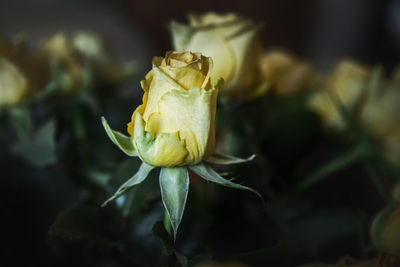 Close-up of yellow rose