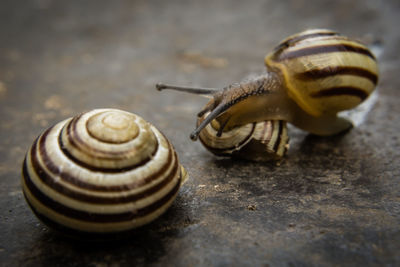 Close-up of snail