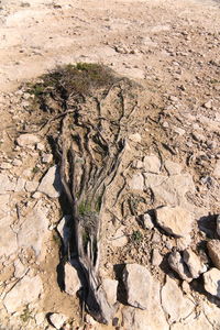 Close-up of juniper tree on rock