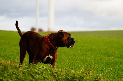 Dog looking away on field