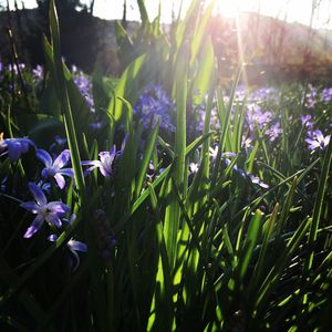 Close-up of purple crocus blooming outdoors