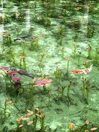 Leaves floating on water