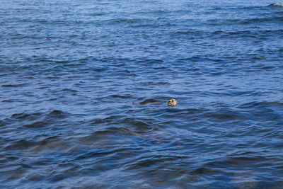 Swan swimming in sea