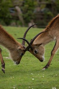 Close up of an animal on field