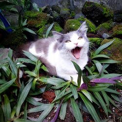 High angle view of cat in backyard