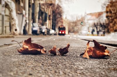 Surface level of dry leaves on street