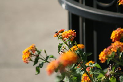 Close-up of orange flowering plant