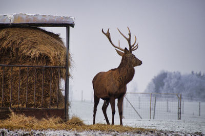 Deer on field against the sky