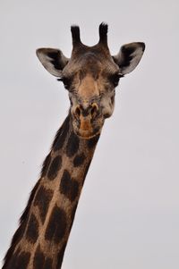 Close-up portrait of giraffe against sky