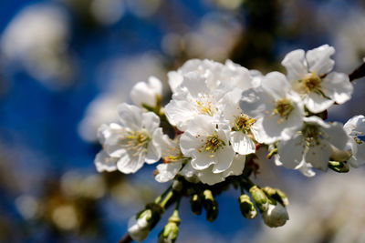 Close-up of white cherry blossoms