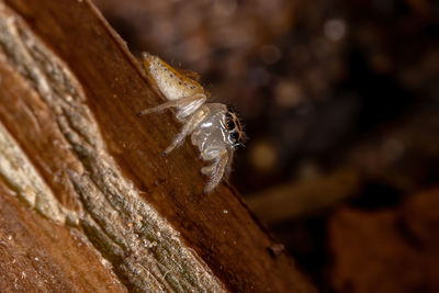 Close-up of bee on wood