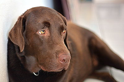 Close-up portrait of a dog