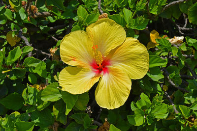 Close-up of yellow hibiscus blooming outdoors