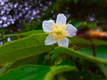 Close-up of flower blooming on tree