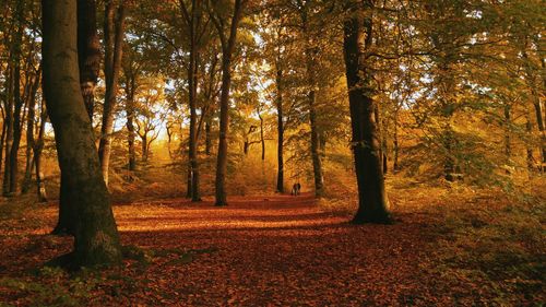 Scenic view of forest during autumn