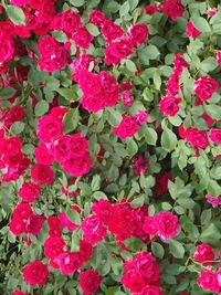 Full frame shot of pink flowers