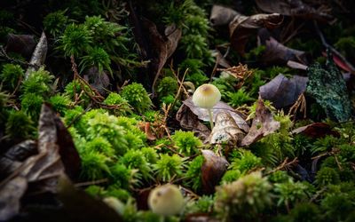 Close-up of mushrooms growing on field