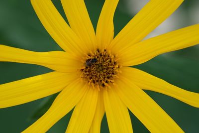 Close-up of bee on yellow flower