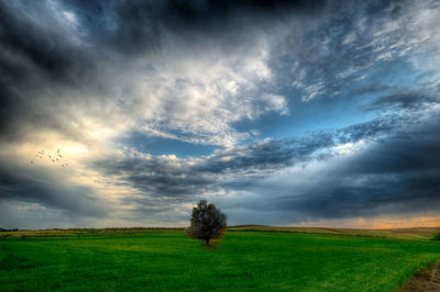 Tree on land against sky during sunset