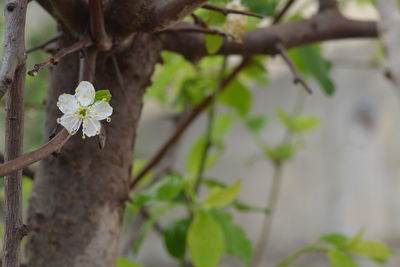 Close-up of cherry blossom on tree