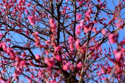 Low angle view of cherry blossoms in spring