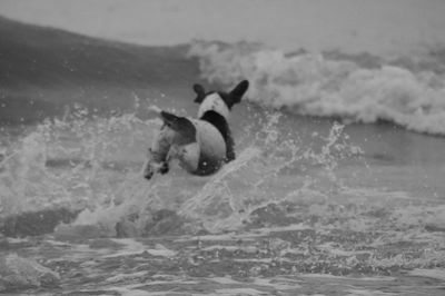 Dog running on beach