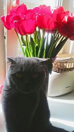 Close-up of cat on window sill at home