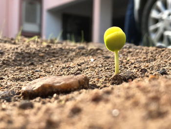 Close-up of yellow ball on land