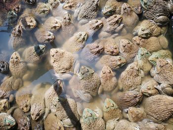 A pond full of frogs