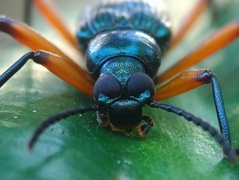 Close-up of insect on leaf