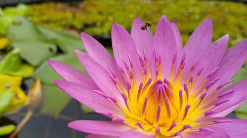 Close-up of pink water lily