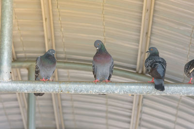 Close-up of pigeons perching on metal