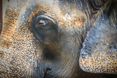 Close-up of elephant in sea