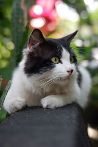 Close-up of a cat looking away