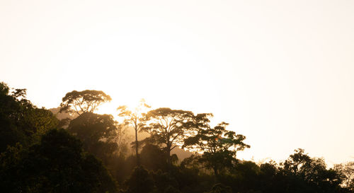 Low angle view of silhouette trees against clear sky