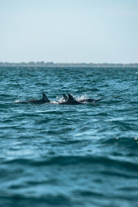 Whale swimming in sea