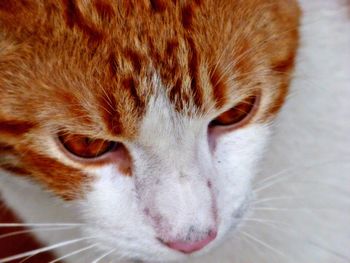 Close-up portrait of cat