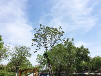 Low angle view of trees against sky